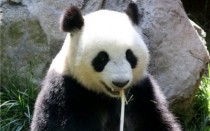 panda-featured panda featured
