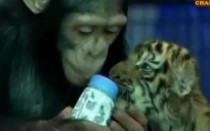chimp-tiger-featured chimp tiger featured
